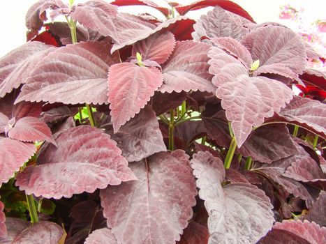 Red purple leaves of the coleus plant, Plectranthus scutellarioides