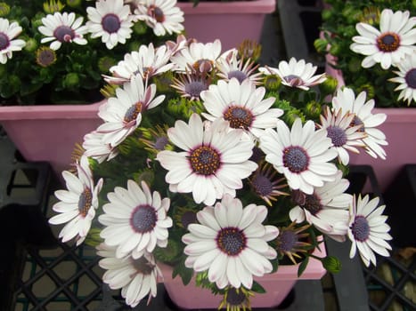 Light purple osteospermum or dimorphotheca flowers in the flowerbed, purple flowers