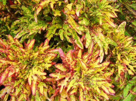 Red yellow leaves of the coleus plant, Plectranthus scutellarioides