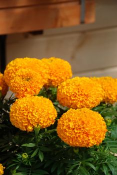 Marigolds Orange Color (Tagetes erecta, Mexican marigold, Aztec marigold, African marigold), marigold pot plant