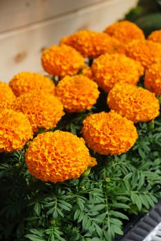 Marigolds Orange Color (Tagetes erecta, Mexican marigold, Aztec marigold, African marigold), marigold pot plant 