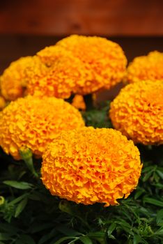 Marigolds Orange Color (Tagetes erecta, Mexican marigold, Aztec marigold, African marigold), marigold pot plant