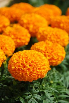 Marigolds Orange Color (Tagetes erecta, Mexican marigold, Aztec marigold, African marigold), marigold pot plant 