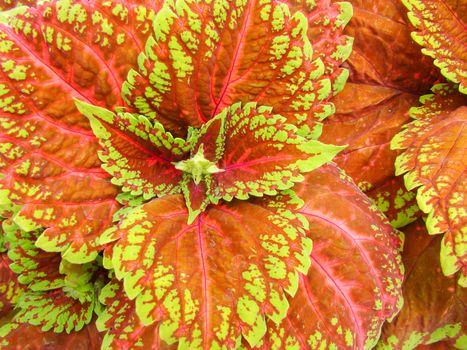 Red green leaves of the coleus plant, Plectranthus scutellarioides