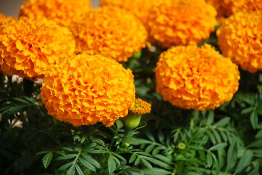 Marigolds Orange Color (Tagetes erecta, Mexican marigold, Aztec marigold, African marigold), marigold pot plant 