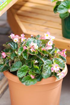 Pink Begonias, semperflorens begonias in the garden, potted begonia