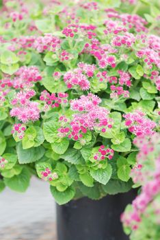 Ageratum, pink ageratum, pink pot plants in the black tray