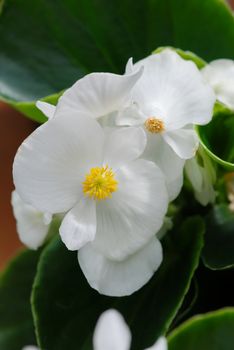 White Begonias, semperflorens begonias in the garden, potted begonia