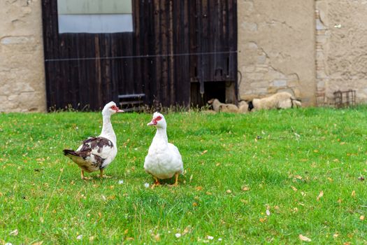 geese on a pasture on a farm in the village.