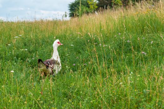 goose on a green meadow in the village.