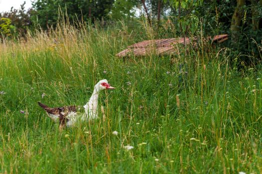 duck on a green meadow in the village.