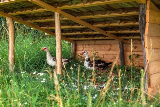 geese in a kennel on a farm.