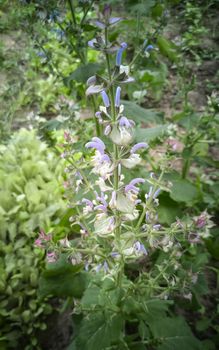 A valuable medicinal plant-sage, which has a disinfectant and antiseptic effect, grows in a flower bed in the garden