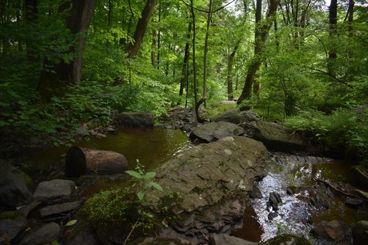 A Small Body of Flowing Water in a Lush Green Forest During Summer