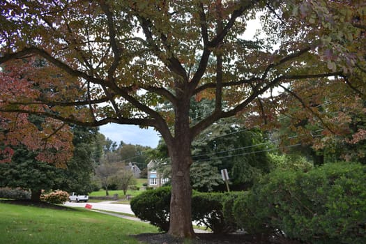 A Small Tree in Autumn With Yellow Orange Leaves