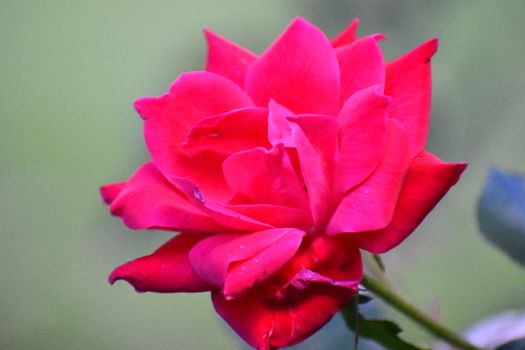 A Close Up Shot of a Red Rose With a Blurred Green Background