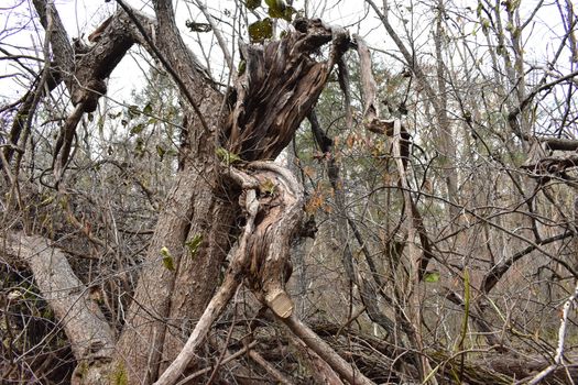 A Large Dead Tree That Broke During A Storm in a Dead Forest