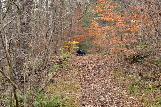 A Group of Men Far Off and Barely Visible in the Distance in an Autumn Forest