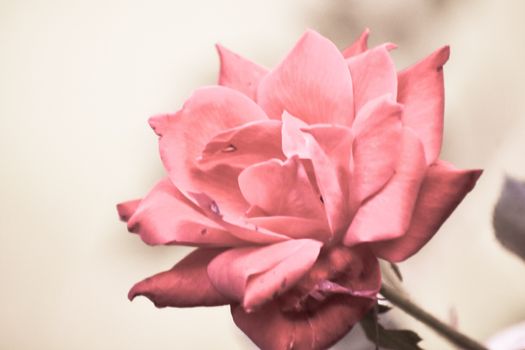 A Bright Pink Rose With a Blurred Grey Background