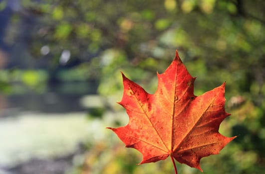 Maple leaf with autumn colors