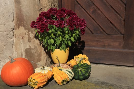 Autumn decoration with pumpkin and aster flower