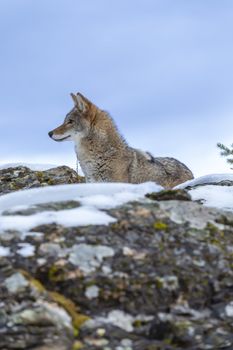 A Coyote searches for a meal in the snowy mountains of Montana.