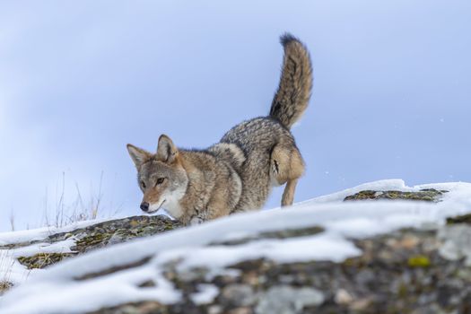 A Coyote searches for a meal in the snowy mountains of Montana.