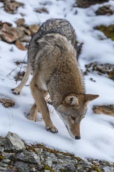 A Coyote searches for a meal in the snowy mountains of Montana.