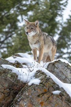 A Coyote searches for a meal in the snowy mountains of Montana.