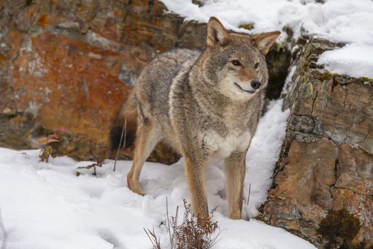 A Coyote searches for a meal in the snowy mountains of Montana.