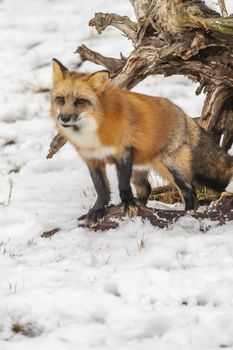 A Red Fox hunting for pray in a snowy environment