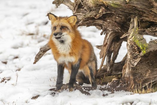 A Red Fox hunting for pray in a snowy environment