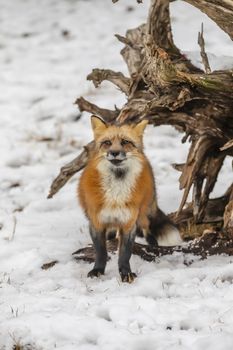 A Red Fox hunting for pray in a snowy environment