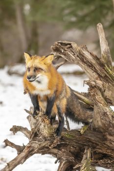 A Red Fox hunting for pray in a snowy environment