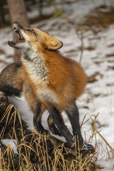 A Red Fox hunting for pray in a snowy environment