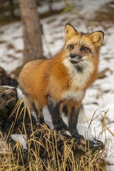 A Red Fox hunting for pray in a snowy environment