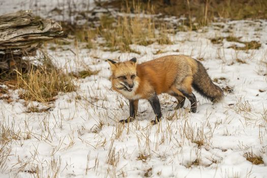 A Red Fox hunting for pray in a snowy environment