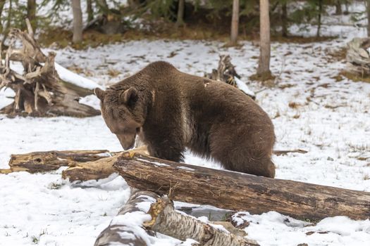 A Grizzly Bear enjoys the winter weather in Montana