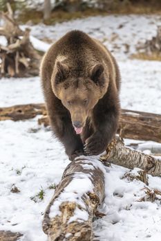 A Grizzly Bear enjoys the winter weather in Montana