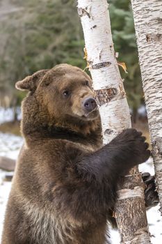 A Grizzly Bear enjoys the winter weather in Montana