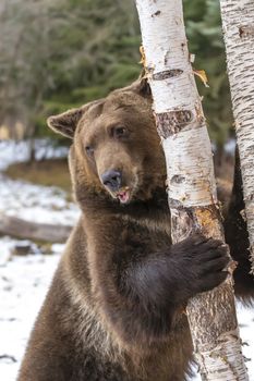 A Grizzly Bear enjoys the winter weather in Montana