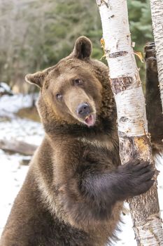 A Grizzly Bear enjoys the winter weather in Montana