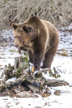 A Grizzly Bear enjoys the winter weather in Montana