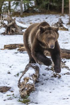 A Grizzly Bear enjoys the winter weather in Montana