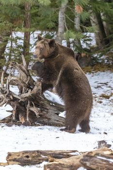 A Grizzly Bear enjoys the winter weather in Montana