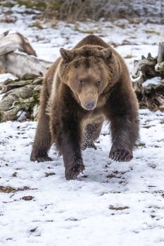 A Grizzly Bear enjoys the winter weather in Montana