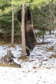 A Grizzly Bear enjoys the winter weather in Montana