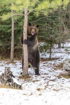 A Grizzly Bear enjoys the winter weather in Montana