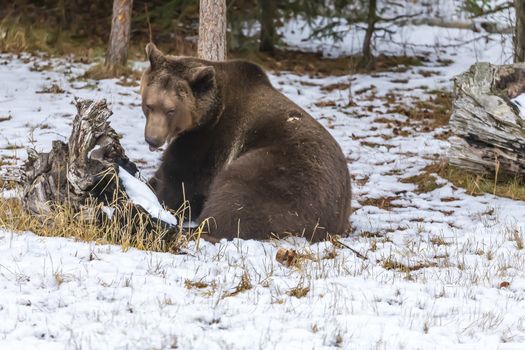 A Grizzly Bear enjoys the winter weather in Montana