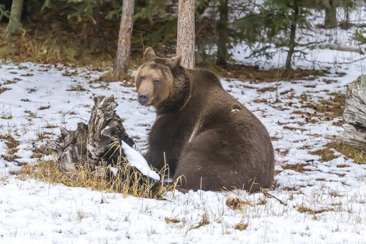 A Grizzly Bear enjoys the winter weather in Montana